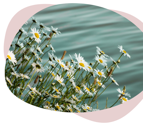 Marguerites au bord de l'eau
